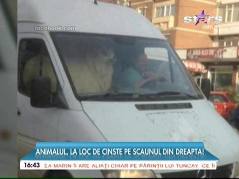 VIDEO AMUZANT! Un berbec, plimbat cu maşina! A stat la loc de cinste pe scaunul din dreapta