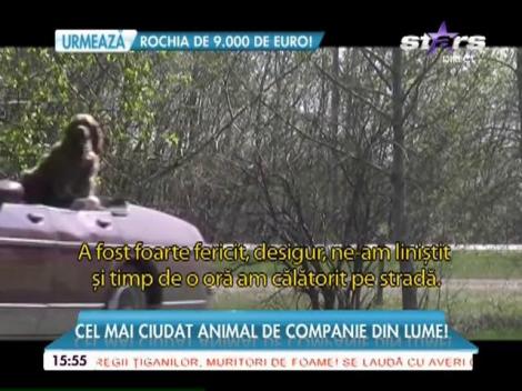 Un american are ca animal de companie un bizon