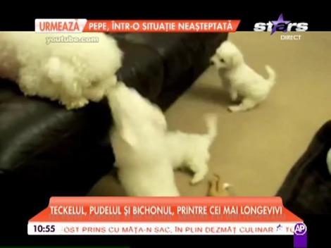 Cei mai longevivi câini din lume!