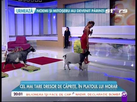 Elena Marin vrea să-și ia o capră ca animal de companie!