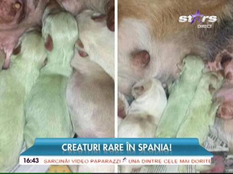 Cățeluși de un verde aproape fosforescent!