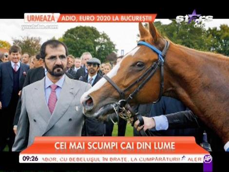 Un cal poate să coste mai mult decât o maşină de lux! Topul celor mai scumpi cai din lume