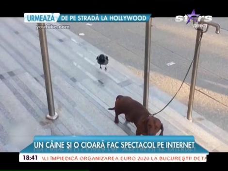 Un câine și o cioară fac spectacol pe internet