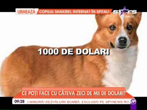 Top cinci al celor mai scumpe rase de câini din lume