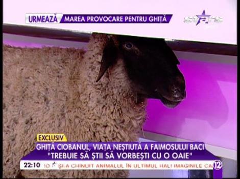 Ghiţă Ciobanul, la Agentul VIP: "Trebuie să ştii să vorbeşti cu o oaie!"