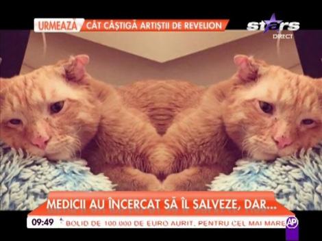 Povestea celui mai trist motan a emoţionat o lume întreagă