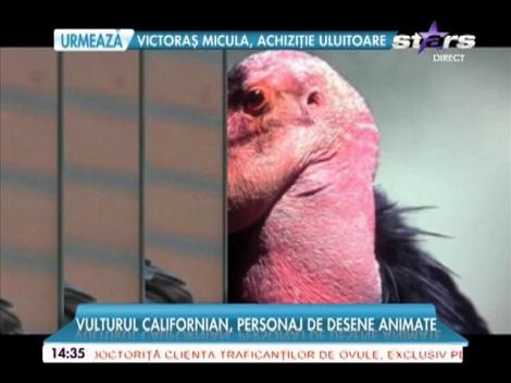 Cele mai ciudate animale din lume