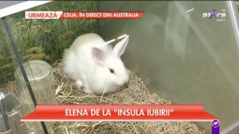 Atenţie, naţiune!  Elena de la "Insula Iubirii" iși caută un animăluț de casă