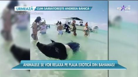 Plajă unde oamenii inoată printre porci!