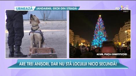 El este Higgens, cel mai bun specialist în detectarea de explozibil din România