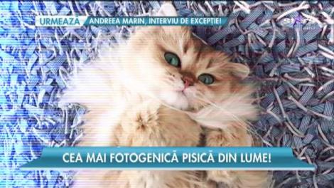 Pisica mai populară decât multe vedete de la Hollywood