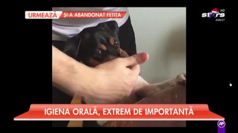 Igiena orală, foarte importantă și la animale