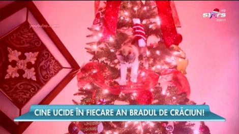 Cine sunt ”fantomele” care sctrică pomul de Crăciun, an de an!