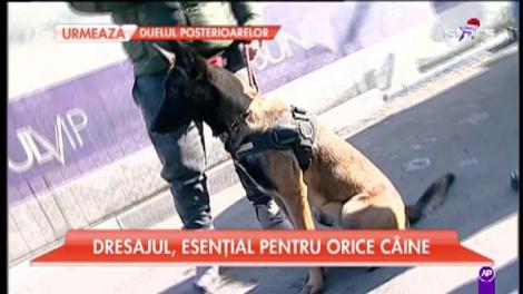 Dresajul, esenţial pentru orice câine
