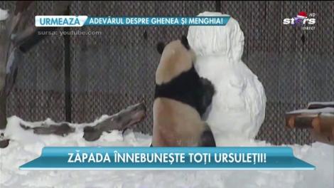 Zăpada înnebunește toți ursuleții!