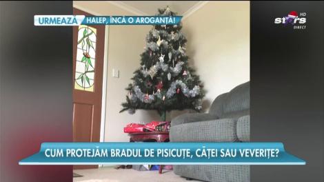 Cele mai ingenioase idei care îți protejează bradul de Crăciun de animalele din casă