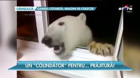 VIRALUL finalului de an! Cât de haios poate fi un urs polar care cerșește prăjituri? URIAȘ!