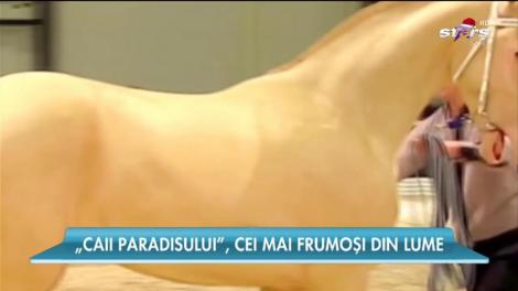 Cel mai frumos cal din lume! Coama lui strălucește ca vopseaua metalizată. Este perfect!