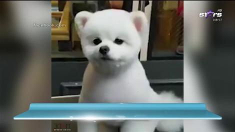 A fost descoperit căţelul "piţiponc"!