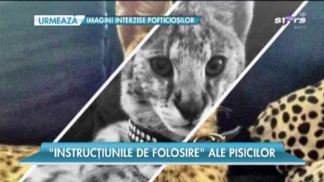 Pisicile ne pot vindeca de mai multe boli! Capacitățile lor sunt cunoscute încă din antichitate