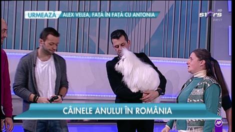 Cei mai premiaţi câini! Ei sunt campionii României!