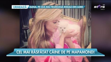 Cel mai răsfățat cățel din lume. O vedetă i-a făcut o casă mai scumpă ca o vilă de lux!