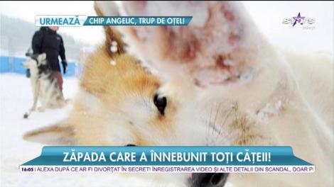 Mai multe patrupede din Slovenia au răcit pentru că au mâncat zăpadă! Află din ce motiv!