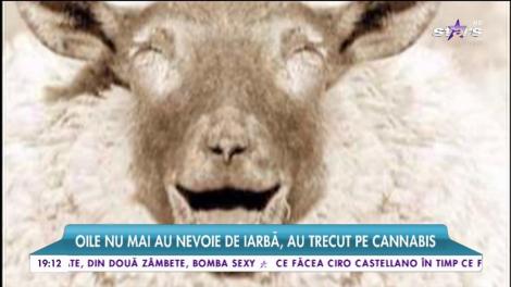 Turmă de oi, drogată cu cannabis!