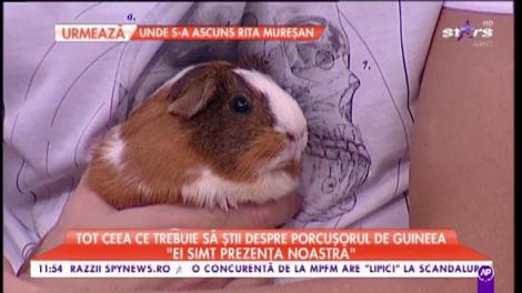 Ai acasă un purculeș de Guineea? Află ce trebuie să faci