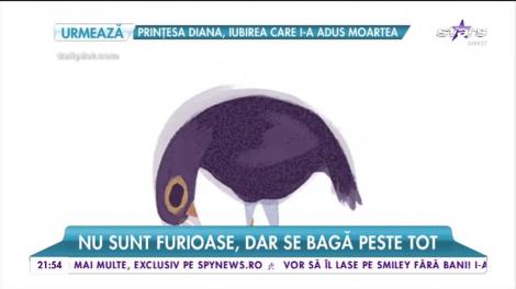 Păsările mov au invadat Facebook-ul! Nu sunt furioase, dar se bagă peste tot. Internauțiilor le este aproape imposibil să mai poarte o conversație