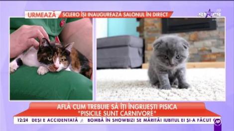 Ai acasă o pisicuță sau vrei să îți cumperi? Află cum trebuie să o îngrijești!