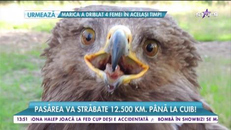 Pasărea Arlie vesteşte venirea primăverii