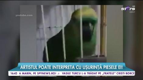 N-ai văzut în viaţa ta ceva mai tare! Un papagal o imită perfect pe Rihanna
