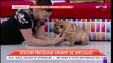 Află cum îți îngrijești corect cățelul când este bolnav