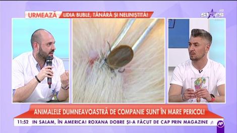 Babesioza, spaima oricărui posesor de animale