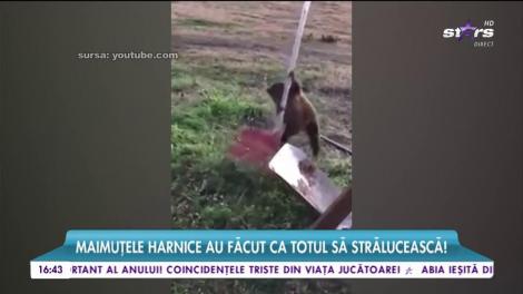 VIRAL: De acum, acasă la dumneavoastră ca la spa, fără griji și muncă! Două maimuţe au şters mobila, s-au ocupat de grădină, dar şi de alte lucruri