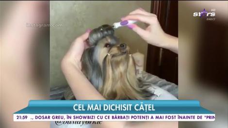 Cel mai dichisit cățel! Pieptănat, aranjat, smotocit și... cu o coroniță roz pe cap. Atunci când drăgălășenia atinge cote maxime!
