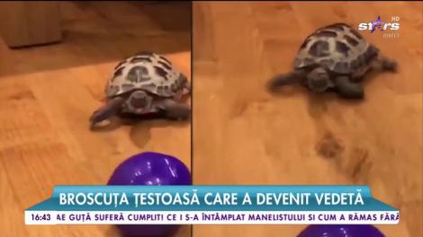 Broscuţa ţestoasă care a devenit vedetă