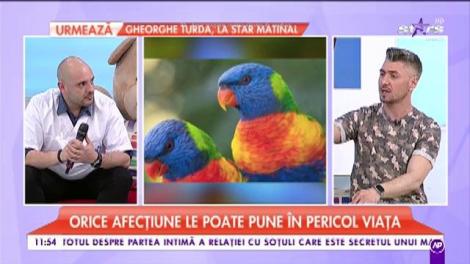Papagalii sunt foarte sensibili. Orice afecțiune le poate pune în pericol viața