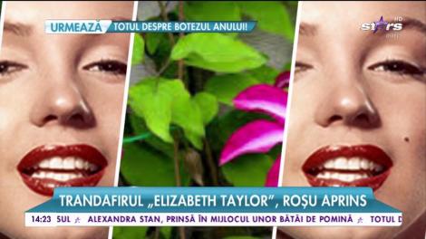 Cele mai cunoscute vedete care poartă nume de FLORI! St&acirc;njenelul "Cher", la fel de expresiv ca artista