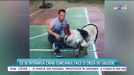 Ce se întâmplă când curcanul face o criză de gelozie
