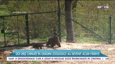 Primii ursuleţi născuţi în rezervaţia de la Zărneşti! Doi urşi chinuiţi în grădini zoologice au devenit acum părinţi