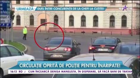 Raţele au prioritate la traversare!