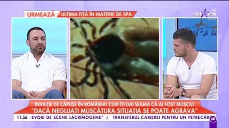 Invazie de căpușe în România. Cum poți să îți dai seama că ai fost mușcat de aceste insecte parazitare