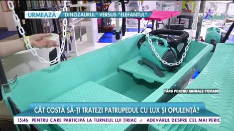 Fiţe şi aroganţe pentru animalele de companie!