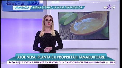 Aloe Vera, planta cu proprietăţi tămăduitoare! Este perfectă pentru tratarea rănilor şi împotriva infecţiilor