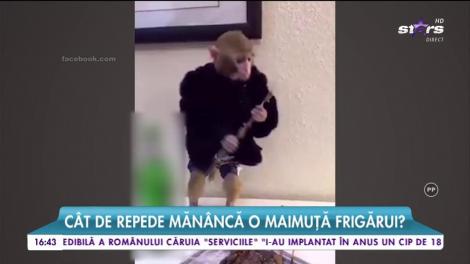 Maimuța asta face senzație pe internet! Mănâncă pui și bea bere mai ceva ca un om! Privești și te minunezi!