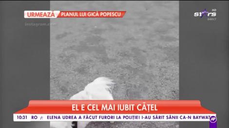 Un căţel, în război cu Justin Timberlake!