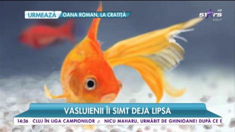 Peştişorul dintr-o fântână arteziană, dispărut fără urmă