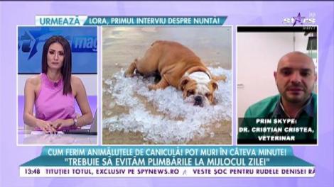 Cum ferim animalele de caniculă! Pot muri în câteva minute